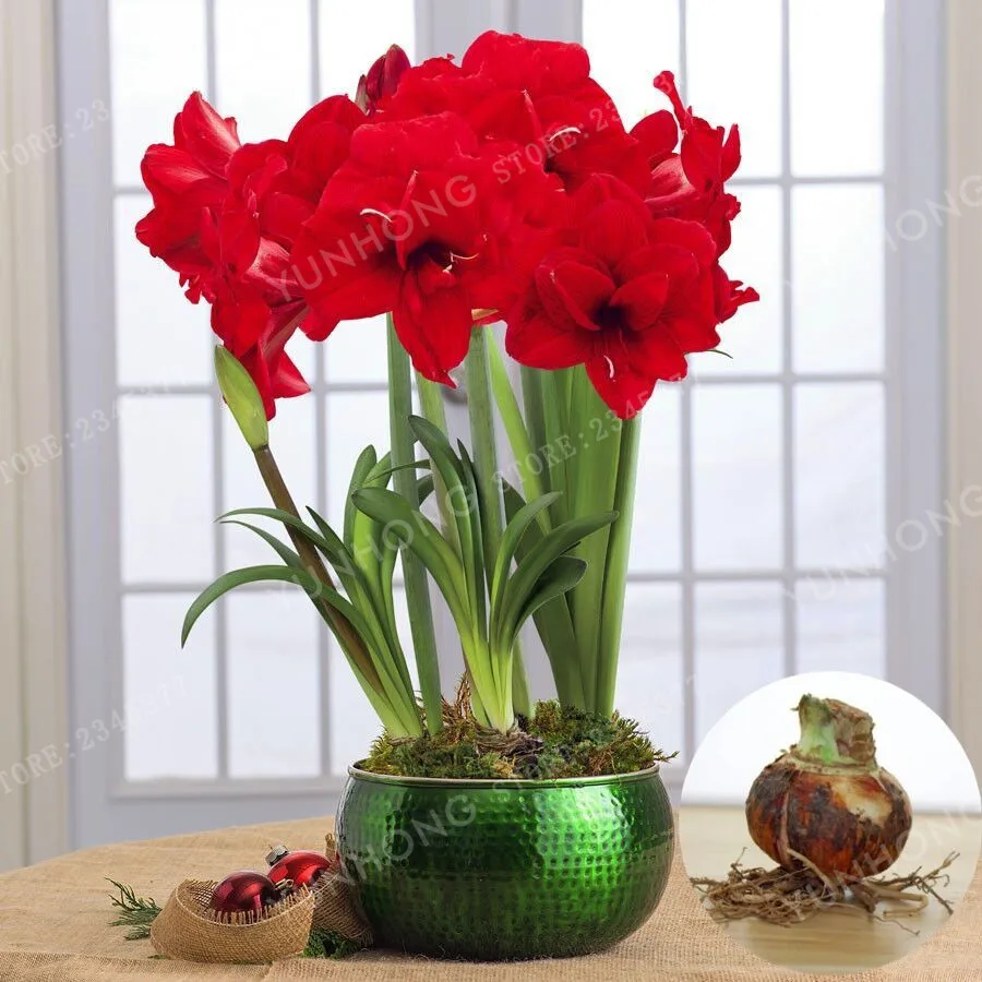 2 Pcs/Bag True Red Hippeastrum Rutilum Bulbs Bonsai Flower Plant Bonsai Potted Bonsai Rare Flower Bonsai Garden.(Bonsai )
2 Pcs/Bag True Red Hippeastrum Rutilum Bulbs Bonsai Flower Plant Bonsai Potted Bonsai Rare Flower Bonsai Garden.(Bonsai )