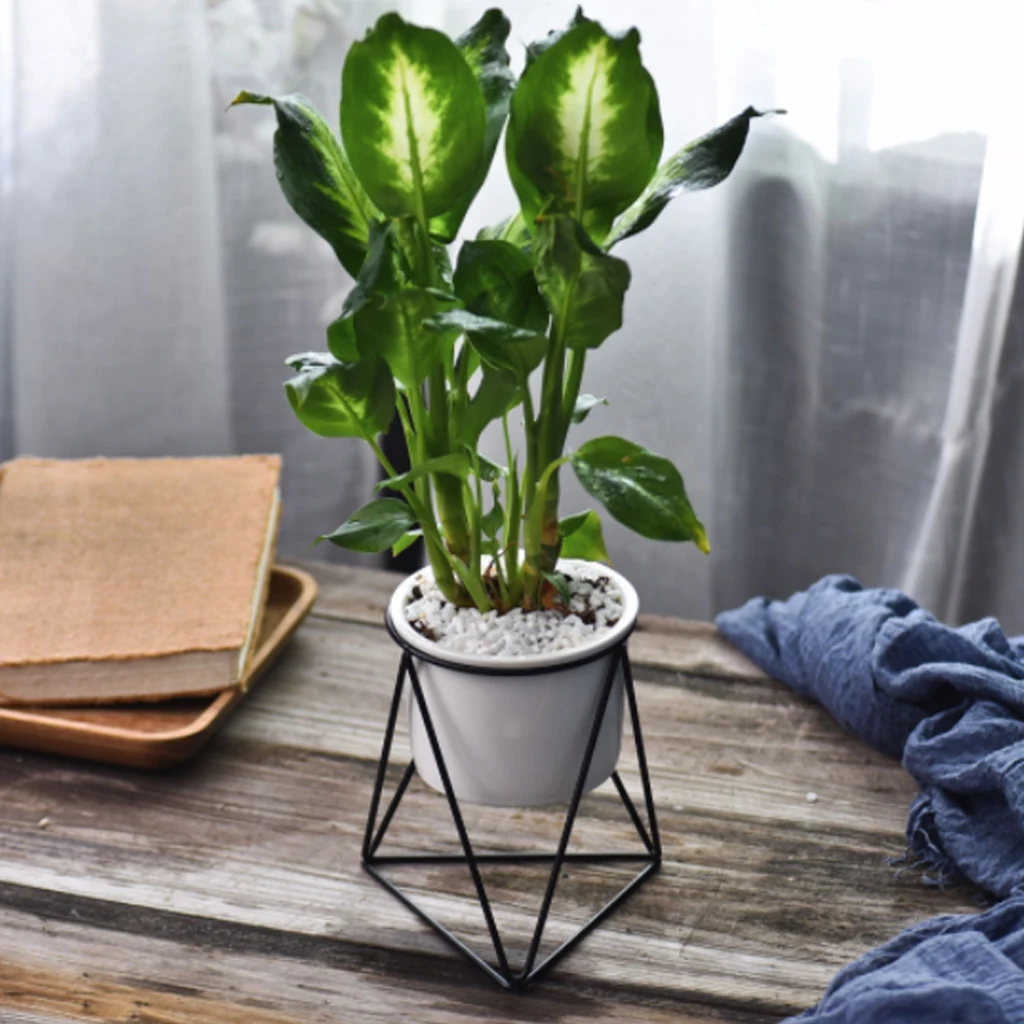 New Geometric Decor Vase Planter Modern Simple Iron Art Stand with Ceramic Pots Succulent Flower Container for Indoor decorate
New Geometric Decor Vase Planter Modern Simple Iron Art Stand with Ceramic Pots Succulent Flower Container for Indoor decorate