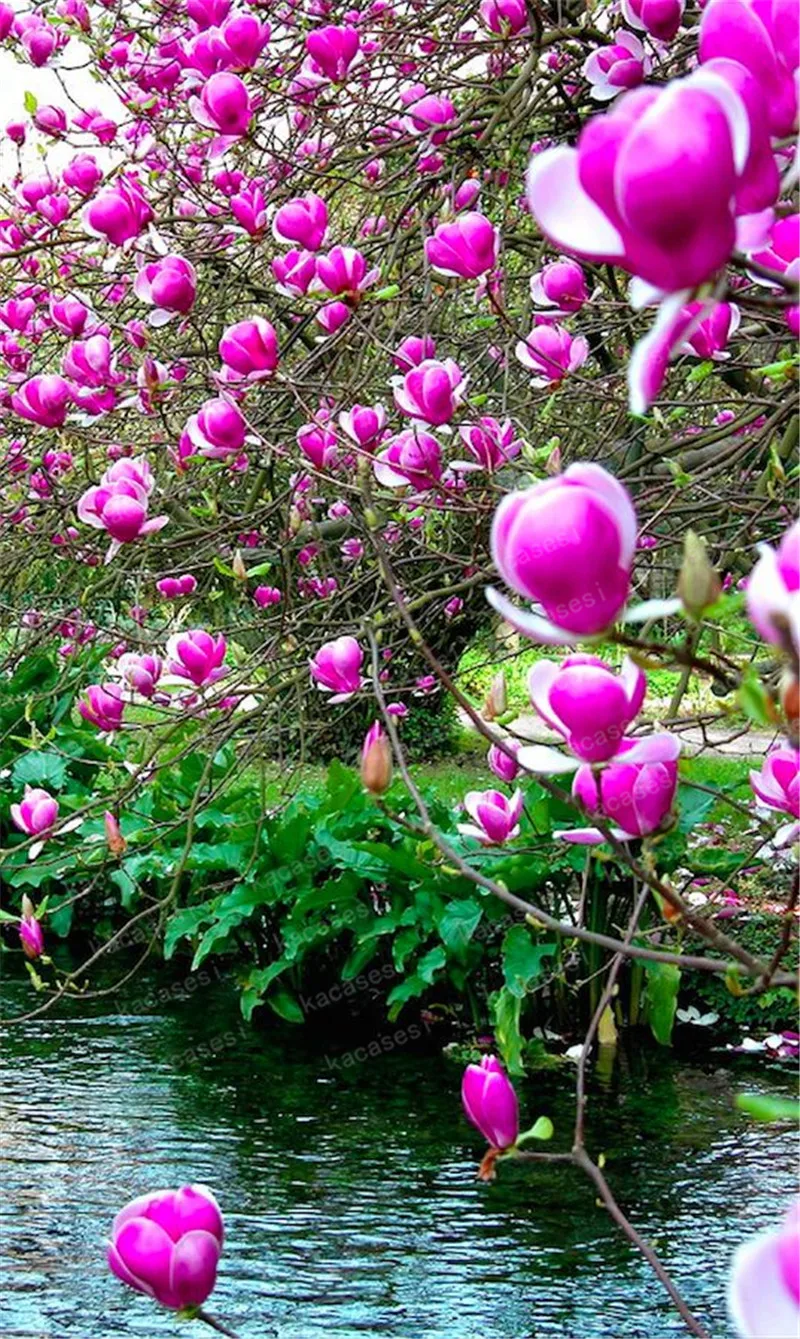 30pc Multicolor Magnolia bonsai Rare Colorful Fragrant Yulan Seedsflower Bonsai living flowers for home Semillas Garden Supplies
30pc Multicolor Magnolia bonsai Rare Colorful Fragrant Yulan Seedsflower Bonsai living flowers for home Semillas Garden Supplies