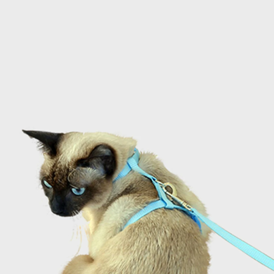 Free Shipping Cat Collar Collar Pet Cat Breakaway Collar Breakaway Quick Release Small Tag Cat Harness QY018 Christmas Collar
Free Shipping Cat Collar Collar Pet Cat Breakaway Collar Breakaway Quick Release Small Tag Cat Harness QY018 Christmas Collar