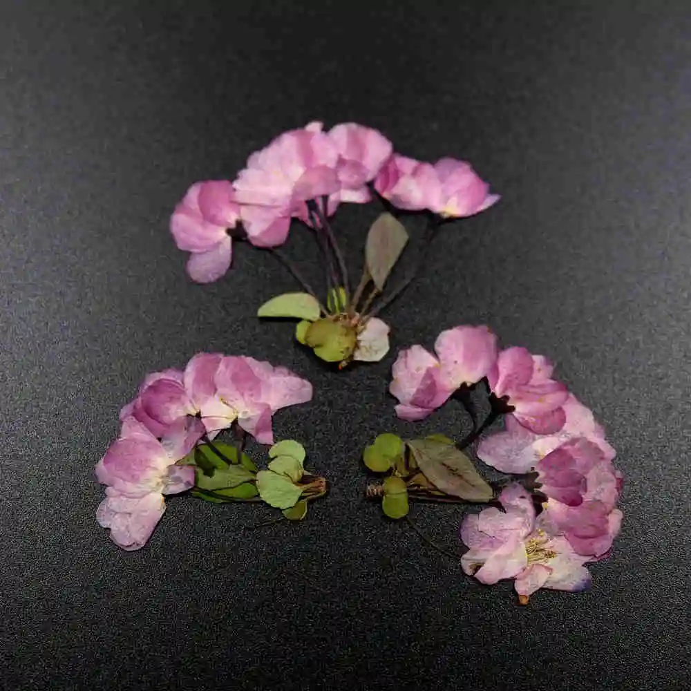 4-6cm real dry pressed sakura pink flower craft DIY glass dome resin filling 3pcs/pack 1503188
4-6cm real dry pressed sakura pink flower craft DIY glass dome resin filling 3pcs/pack 1503188