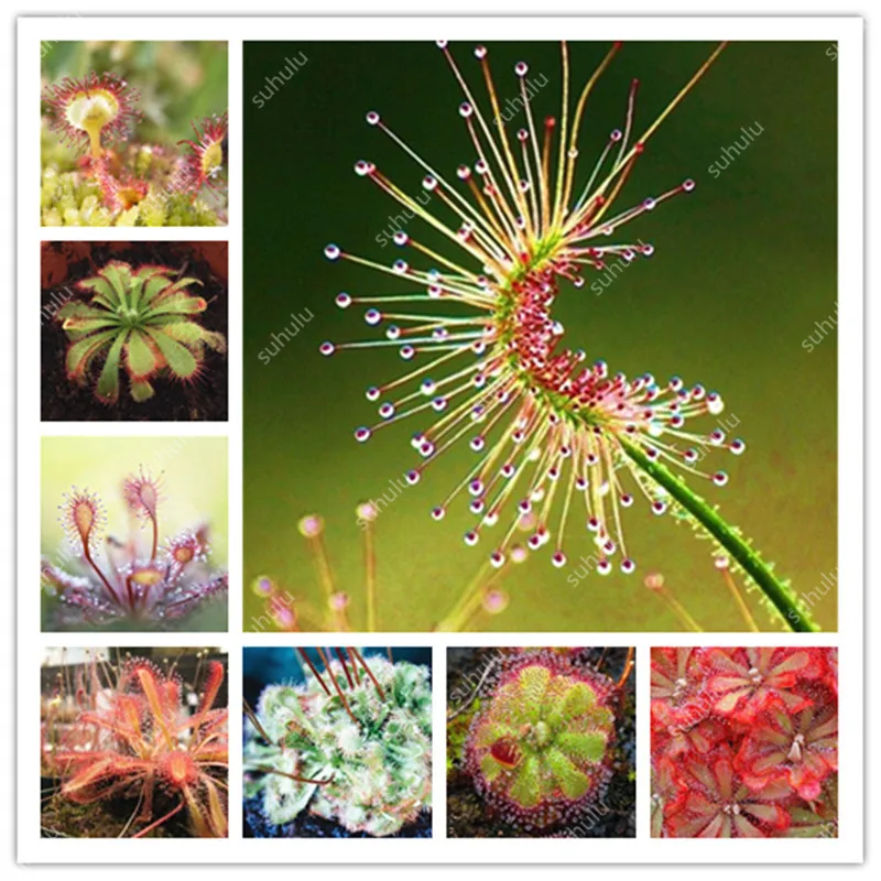 Sale! 200 Pcs Carnivorous Plants Potted Flycatcher Bonsai Sundew Planta Drosera Peltata Table Garden Plant Radiation Protection
Sale! 200 Pcs Carnivorous Plants Potted Flycatcher Bonsai Sundew Planta Drosera Peltata Table Garden Plant Radiation Protection