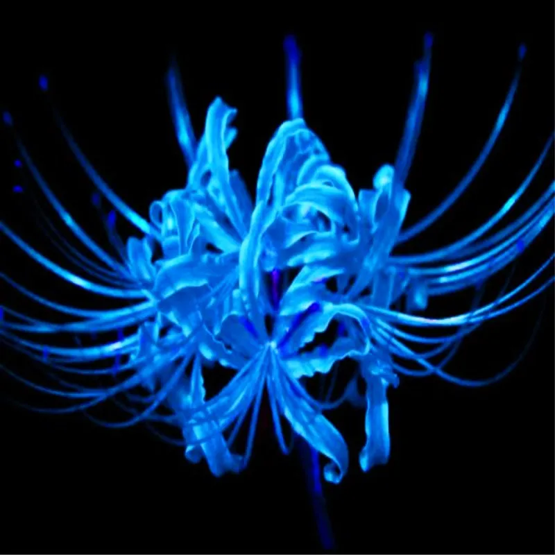 200pcs rare blue bonsai Lycoris radiata(not bulbs) flower manjusaka flower potted plants DIY home garden planting
200pcs rare blue bonsai Lycoris radiata(not bulbs) flower manjusaka flower potted plants DIY home garden planting