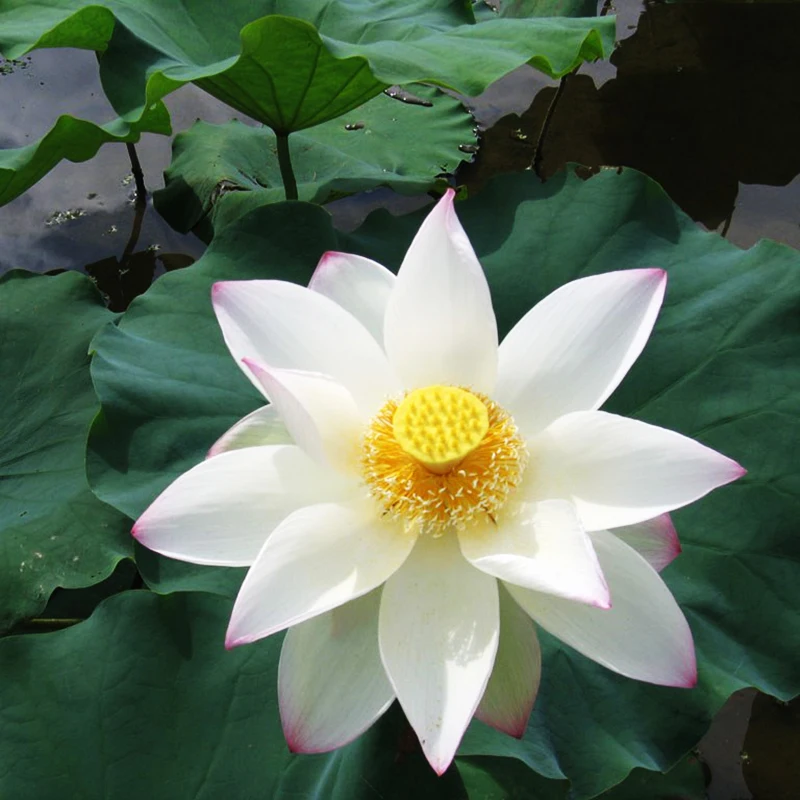 5 Pieces Japan Lotus Flower Aquatic Plants Water Lily Perennial Plant For Home Garden Bonsai Flowers
5 Pieces Japan Lotus Flower Aquatic Plants Water Lily Perennial Plant For Home Garden Bonsai Flowers