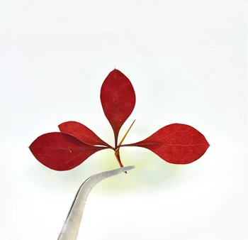 100pcs Pressed Dried Poinsettia Flower Leaf Leaves For Epoxy Resin Jewelry Making Postcard Photo Frame Craft DIY Accessories
100pcs Pressed Dried Poinsettia Flower Leaf Leaves For Epoxy Resin Jewelry Making Postcard Photo Frame Craft DIY Accessories