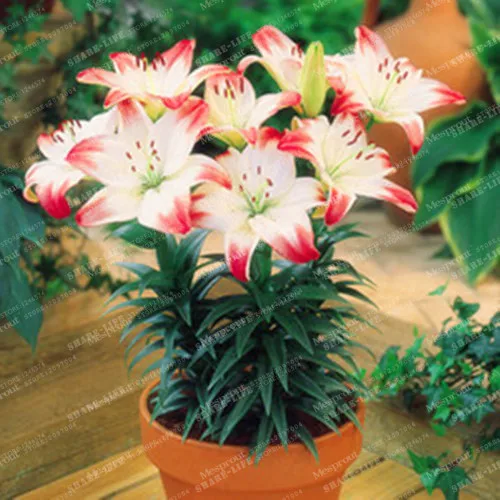 100pcs Peruvian Lily Bonsai,Lily Flower (not Lily Bulbs),lilium Flower Bonsai,Faint Scent,bonsai Pot Plant For Home Garden
100pcs Peruvian Lily Bonsai,Lily Flower (not Lily Bulbs),lilium Flower Bonsai,Faint Scent,bonsai Pot Plant For Home Garden