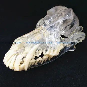 2018 good quality Dog Dentition Model The dog teeth skull jaw bone transparent solution planing teaching Veterinary Animal model
2018 good quality Dog Dentition Model The dog teeth skull jaw bone transparent solution planing teaching Veterinary Animal model