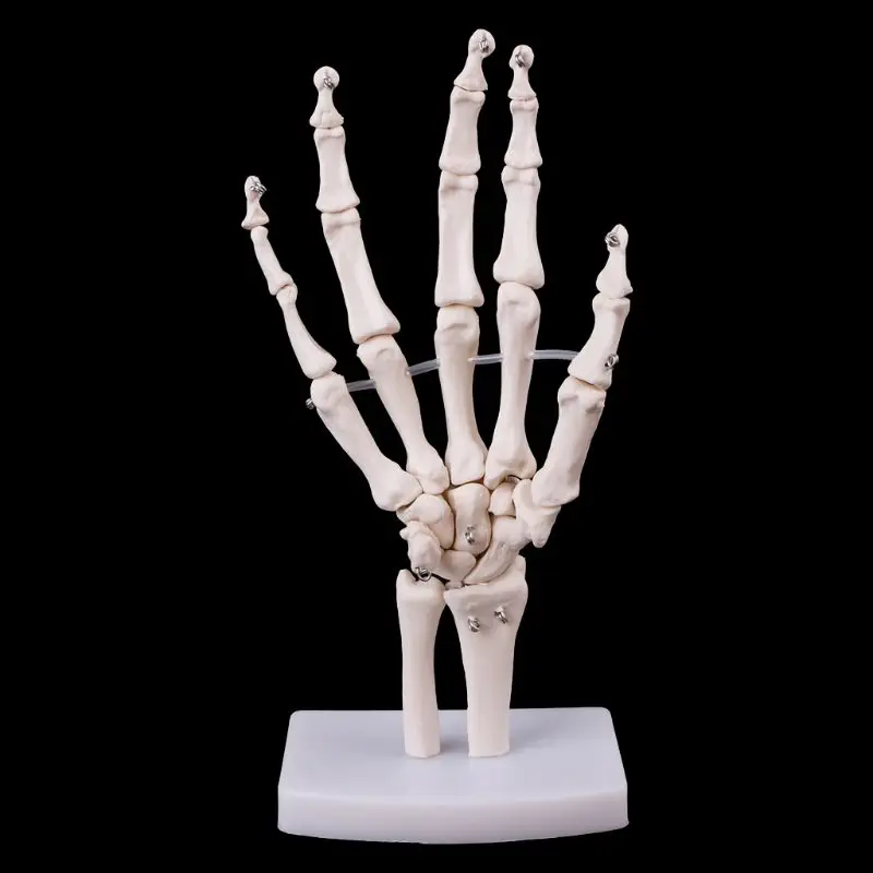 1:1 Hand Joint Anatomical Skeleton Model with PVC materials Human Medical Anatomy Study Tool Life Size
1:1 Hand Joint Anatomical Skeleton Model with PVC materials Human Medical Anatomy Study Tool Life Size