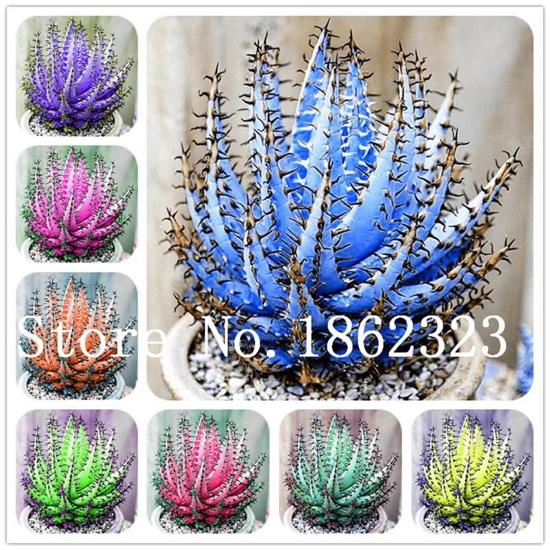 200 pcs/bag Aloe vera flores,rare herb plantas Tree plante bonsai plants for home and garden DIY,edible Beauty cosmetic use
200 pcs/bag Aloe vera flores,rare herb plantas Tree plante bonsai plants for home and garden DIY,edible Beauty cosmetic use
