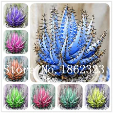 200 ชิ้น/ถุง Aloe vera flores, rare herb plantas ต้นไม้ plante bonsai พืชบ้านและสวน DIY, (China)