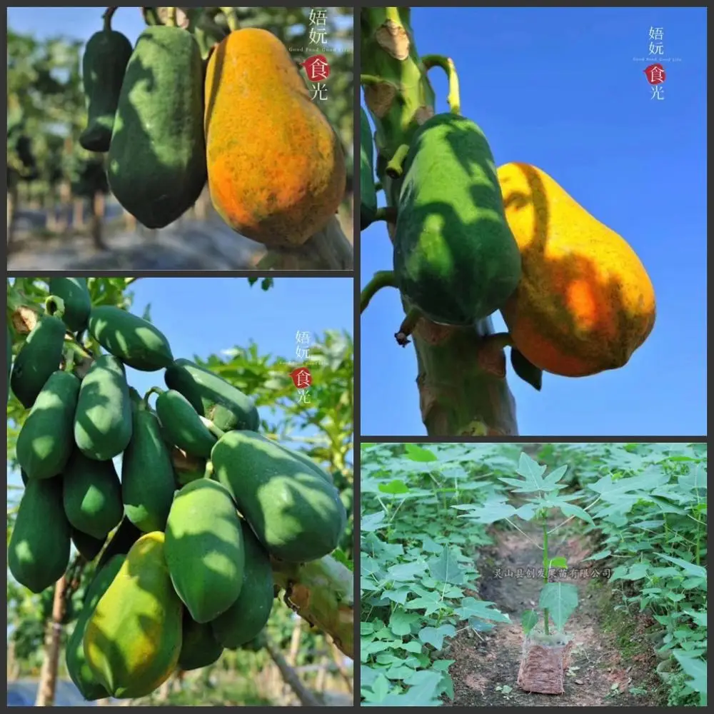 50PCS * High-Quality Super sweet " Crystal Sugar " papaya TREE semillas - bonsai fruit plant sementes
50PCS * High-Quality Super sweet " Crystal Sugar " papaya TREE semillas - bonsai fruit plant sementes