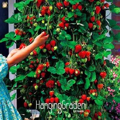 Big Sale!100 PCS/Lot Tree Climbing Strawberry bonsai Courtyard Garden With Fruit and Vegetable plant Potted ,#M90RTA
Big Sale!100 PCS/Lot Tree Climbing Strawberry bonsai Courtyard Garden With Fruit and Vegetable plant Potted ,#M90RTA