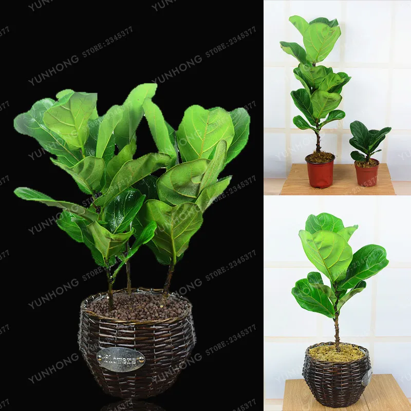 5 Pcs Ficus Pandurata Bonsai Potted Bonsai Flower Bonsai variety complete the budding rate 95% Perennial Garden Plant
5 Pcs Ficus Pandurata Bonsai Potted Bonsai Flower Bonsai variety complete the budding rate 95% Perennial Garden Plant