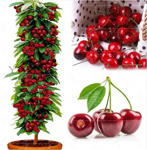 1Pcs 100% True Plants Cherry Orange Peach Strawberry Bonsai tree sapling (All consequences at your own risk)
1Pcs 100% True Plants Cherry Orange Peach Strawberry Bonsai tree sapling (All consequences at your own risk)