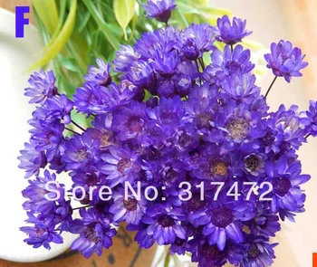 Freeshipping! Purple dry flower stuff fit glass vials glass bottle glass dome glass bubble (you can also mix them) 
Freeshipping! Purple dry flower stuff fit glass vials glass bottle glass dome glass bubble (you can also mix them)