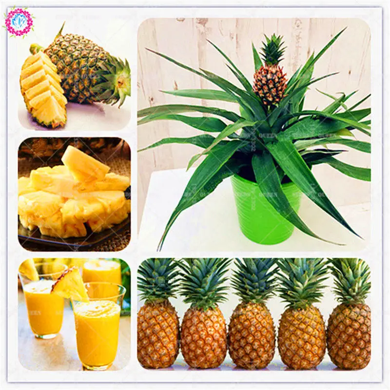 100pcs Mixed Ananas Comosus Pineapple Bonsai Plants Heirloom Fruit Tree Sweet Juicy Delicious Pineapple DIY For Home Garden
100pcs Mixed Ananas Comosus Pineapple Bonsai Plants Heirloom Fruit Tree Sweet Juicy Delicious Pineapple DIY For Home Garden