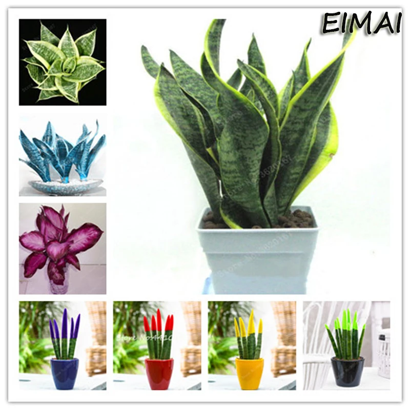 50Pcs Colorful Sansevieria Seedplants Bonsai Balcony Flowers Succulent Plants Cactus Garden Diy Plant Radiation Protection
50Pcs Colorful Sansevieria Seedplants Bonsai Balcony Flowers Succulent Plants Cactus Garden Diy Plant Radiation Protection