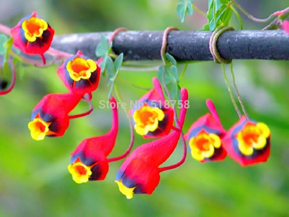 100% Genuine!!! 10pcs Fresh Rare Tropaeolum Nasturtium Semillas Easy Planting flower semillas (15-F0023)
100% Genuine!!! 10pcs Fresh Rare Tropaeolum Nasturtium Semillas Easy Planting flower semillas (15-F0023)