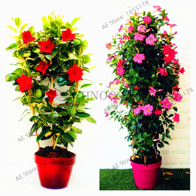 Mandevilla Sanderi Plants,Dipladenia sanderi Garden,Bonsai Flower Plant for indoor outdoor and courtyard planting,100pcs/bag
Mandevilla Sanderi Plants,Dipladenia sanderi Garden,Bonsai Flower Plant for indoor outdoor and courtyard planting,100pcs/bag