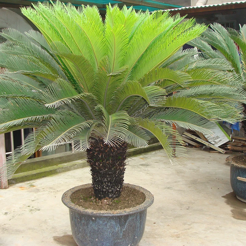 Cycas Plant Diy Home Garden Household Items Only 1 Pcs Cycas /bag Garden Decoration Bonsai Flower
Cycas Plant Diy Home Garden Household Items Only 1 Pcs Cycas /bag Garden Decoration Bonsai Flower