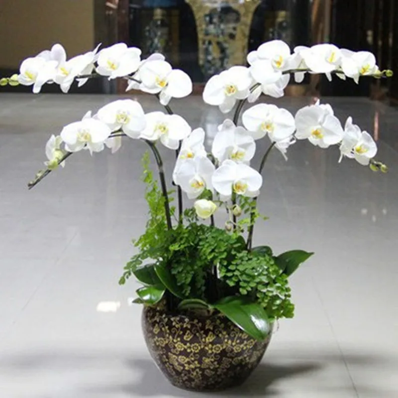 LF Sxsounai 15 Pcs/bag Multiple Varieties Moth Orchid Flower Bonsai Balcony Plants Home Garden Horticultural Ornamental Flowers
LF Sxsounai 15 Pcs/bag Multiple Varieties Moth Orchid Flower Bonsai Balcony Plants Home Garden Horticultural Ornamental Flowers