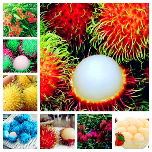 5 PCS Rambutan Bonsai Red Fruits Plant As Litchi Very Delicious Giant Plant Tree Also As A Home Garden Ornamental Trees
5 PCS Rambutan Bonsai Red Fruits Plant As Litchi Very Delicious Giant Plant Tree Also As A Home Garden Ornamental Trees