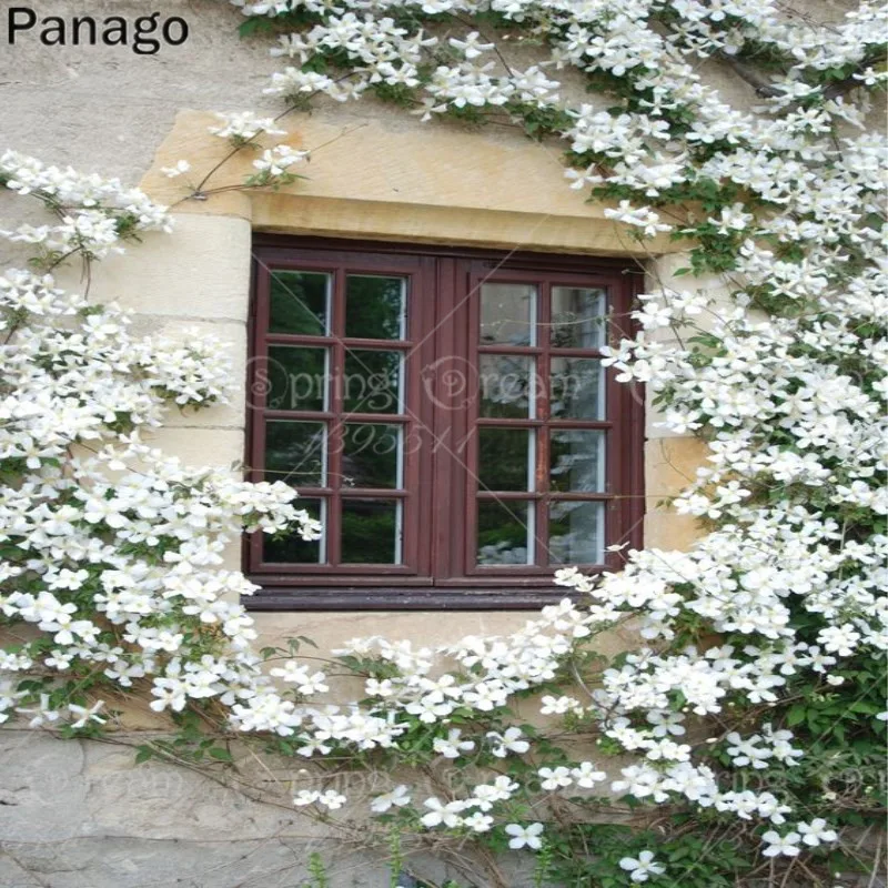 20pcs Climbing Jasmine Plant Rare Flower Bonsai Perennial Indoor Outdoor Plants Decorative House For Home Garden Planting
20pcs Climbing Jasmine Plant Rare Flower Bonsai Perennial Indoor Outdoor Plants Decorative House For Home Garden Planting