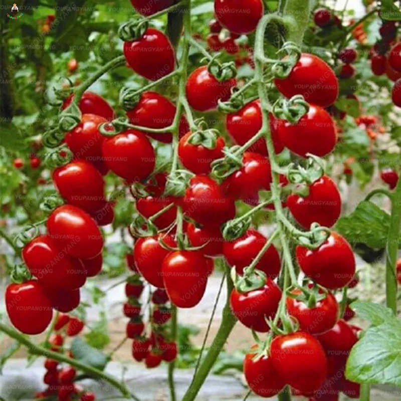 100 pcs/bag tomato delicious cherry tomato Planting Bonsais Non-GMO vegetables Edible food balcony potted garden plantas
100 pcs/bag tomato delicious cherry tomato Planting Bonsais Non-GMO vegetables Edible food balcony potted garden plantas