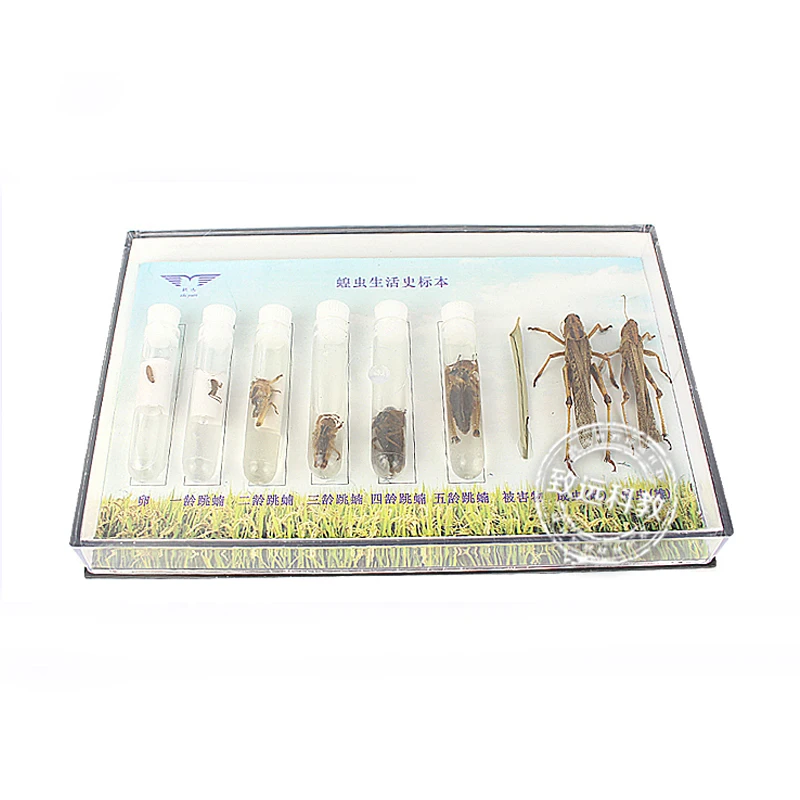 Life Cycle Of The Locusts Specimens Middle school biology School teaching aids Educational Equipment
Life Cycle Of The Locusts Specimens Middle school biology School teaching aids Educational Equipment