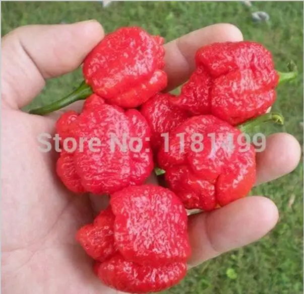 100 piece or 50g (about 6000pc) World's Hottest Pepper!!! Fresh Rare "Trinidad Moruga Scorpion" Pepper Vegetable
100 piece or 50g (about 6000pc) World's Hottest Pepper!!! Fresh Rare "Trinidad Moruga Scorpion" Pepper Vegetable
