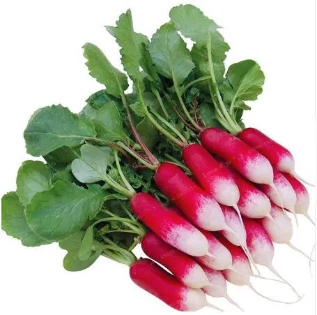 50 Pcs Rare Sausage Radish Bonsai Juicy And Nutritious Sweet Very Delicious Vegetable Garden Food Organic Heirloom Easy To Grow
50 Pcs Rare Sausage Radish Bonsai Juicy And Nutritious Sweet Very Delicious Vegetable Garden Food Organic Heirloom Easy To Grow