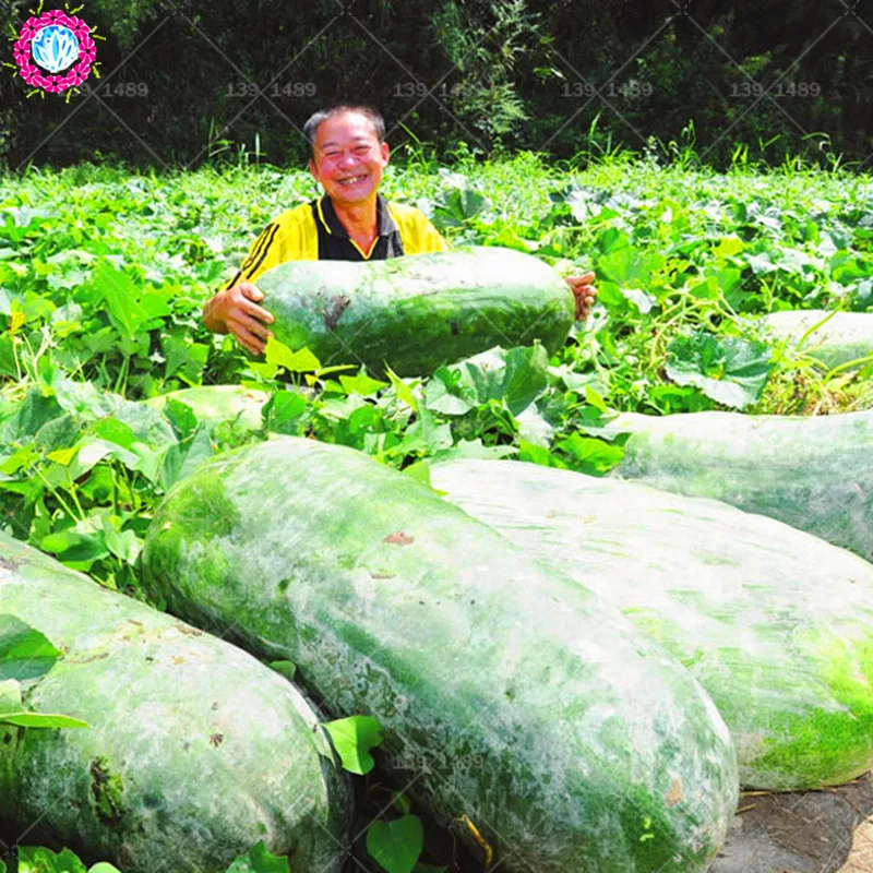BONSAI 20pcs Chinese watermelon Organic edible Winter gourd vegetable planting potted for home garden supplies
BONSAI 20pcs Chinese watermelon Organic edible Winter gourd vegetable planting potted for home garden supplies