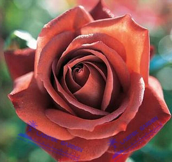 *UNIQUE* Louis Xiv Rose seeds Perennials 200 Seeds Heirloom *EXOTIC*Rare # LT628