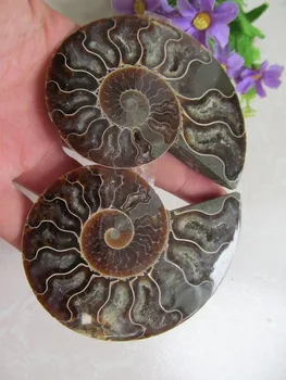 100% Pure AMMONITE PRETTY NAUTILUS MADAGASCAR FOSSIL Ore Energy Stone Raw Mineral Specimens 135g
100% Pure AMMONITE PRETTY NAUTILUS MADAGASCAR FOSSIL Ore Energy Stone Raw Mineral Specimens 135g