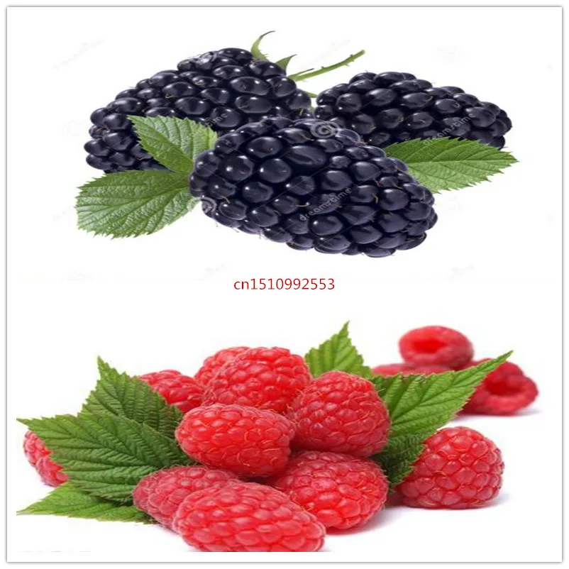 100 pcs/bag Chinese Wild Raspberry Mixed Color Giant Bonsai Potted Creepers Mulberry Fruit For Home Garden Plant Easy Grow
100 pcs/bag Chinese Wild Raspberry Mixed Color Giant Bonsai Potted Creepers Mulberry Fruit For Home Garden Plant Easy Grow