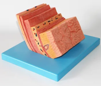 Human Stomach Anatomical Model Stomach Wall Zoom Model Digestive System Model 13*17*19cm Free Shipping Medical Teaching
Human Stomach Anatomical Model Stomach Wall Zoom Model Digestive System Model 13*17*19cm Free Shipping Medical Teaching