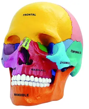 Anatomical Medical traumatic Polar Bear Anatomy Model Professional Magnified Pulmonary Alveoli 36 detachable parts & stand
Anatomical Medical traumatic Polar Bear Anatomy Model Professional Magnified Pulmonary Alveoli 36 detachable parts & stand