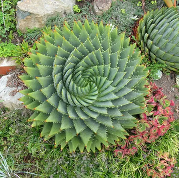 10pcs Fresh Real Aloe polyphylla Pillans - Nvwangluhui - Succulent Plant Semillas sementes
10pcs Fresh Real Aloe polyphylla Pillans - Nvwangluhui - Succulent Plant Semillas sementes