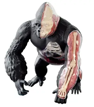 4D Gorilla ANATOMY MODEL Medical Assembled Animal Anatomy Anatomical Animal Model Science Educational Toys Puzzels for Children
4D Gorilla ANATOMY MODEL Medical Assembled Animal Anatomy Anatomical Animal Model Science Educational Toys Puzzels for Children