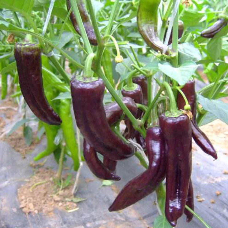20pcs Chili Pepper Bonsai Seedsplants Vegetables Tuin Decoratie Semillase Plantas Reales Giardino Outdoor Decor Grass Seedlings
20pcs Chili Pepper Bonsai Seedsplants Vegetables Tuin Decoratie Semillase Plantas Reales Giardino Outdoor Decor Grass Seedlings