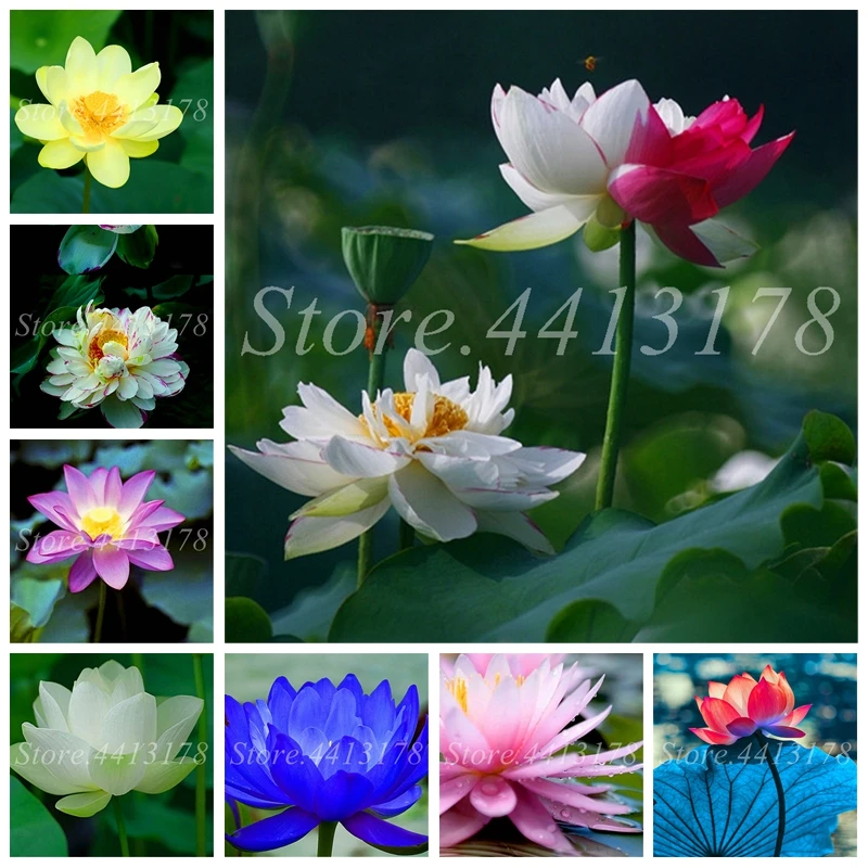 10 pcs/ bag Bonsai Lotus Flower Bowl Lotus Aquatic Plants Perennial Water Lily Flores Potted Plant for Home Garden Planting
10 pcs/ bag Bonsai Lotus Flower Bowl Lotus Aquatic Plants Perennial Water Lily Flores Potted Plant for Home Garden Planting