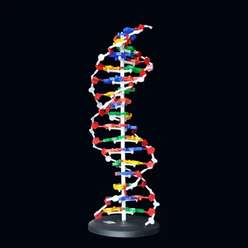 60cm DNA Structure DIY Model Base Pair Genetic Gene DNA Dna Double Helix Models Biology Teaching Educational Equipment Supplies 
60cm DNA Structure DIY Model Base Pair Genetic Gene DNA Dna Double Helix Models Biology Teaching Educational Equipment Supplies