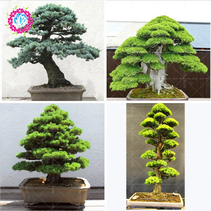 10pcs/bag rare tree for home bonsai Red Organic JAPANESE CEDAR Semillas evergreen deodara wood indoor potted
10pcs/bag rare tree for home bonsai Red Organic JAPANESE CEDAR Semillas evergreen deodara wood indoor potted