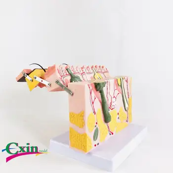 Skin structure anatomical model three-dimensional structure plastic suture teaching model for education training
Skin structure anatomical model three-dimensional structure plastic suture teaching model for education training