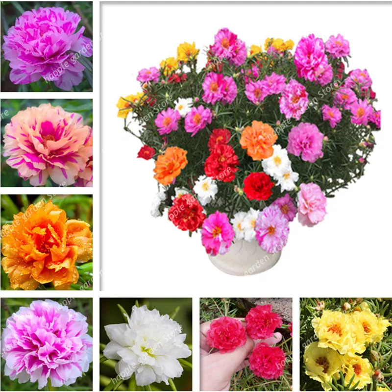 200 Pcs Portulaca Grandiflora bonsai Mixed Color Moss-Rose Purslane Double Flower plant For Planting Heat Tolerant Easy Growing
200 Pcs Portulaca Grandiflora bonsai Mixed Color Moss-Rose Purslane Double Flower plant For Planting Heat Tolerant Easy Growing