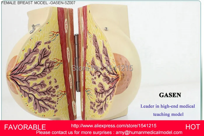 HUMAN ANATOMICAL SUCKLING PERIOD BREAST ORGAN DISSECTION MEDICAL TEACHING MODEL SCHOOL HOSPITAL,FEMALE BREAST MODEL-GASEN-SZ007
HUMAN ANATOMICAL SUCKLING PERIOD BREAST ORGAN DISSECTION MEDICAL TEACHING MODEL SCHOOL HOSPITAL,FEMALE BREAST MODEL-GASEN-SZ007