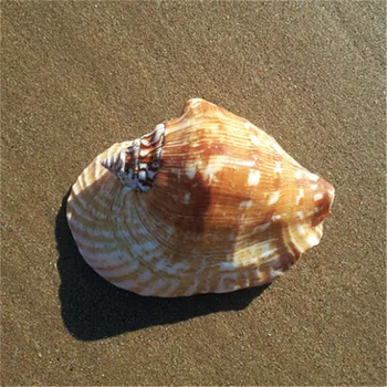 13-15cm Natural Shell Craft Natural Seashell Table Decor Fish Tank Decor Sea Conch Natural Gifts Wedding Home Decoration
13-15cm Natural Shell Craft Natural Seashell Table Decor Fish Tank Decor Sea Conch Natural Gifts Wedding Home Decoration