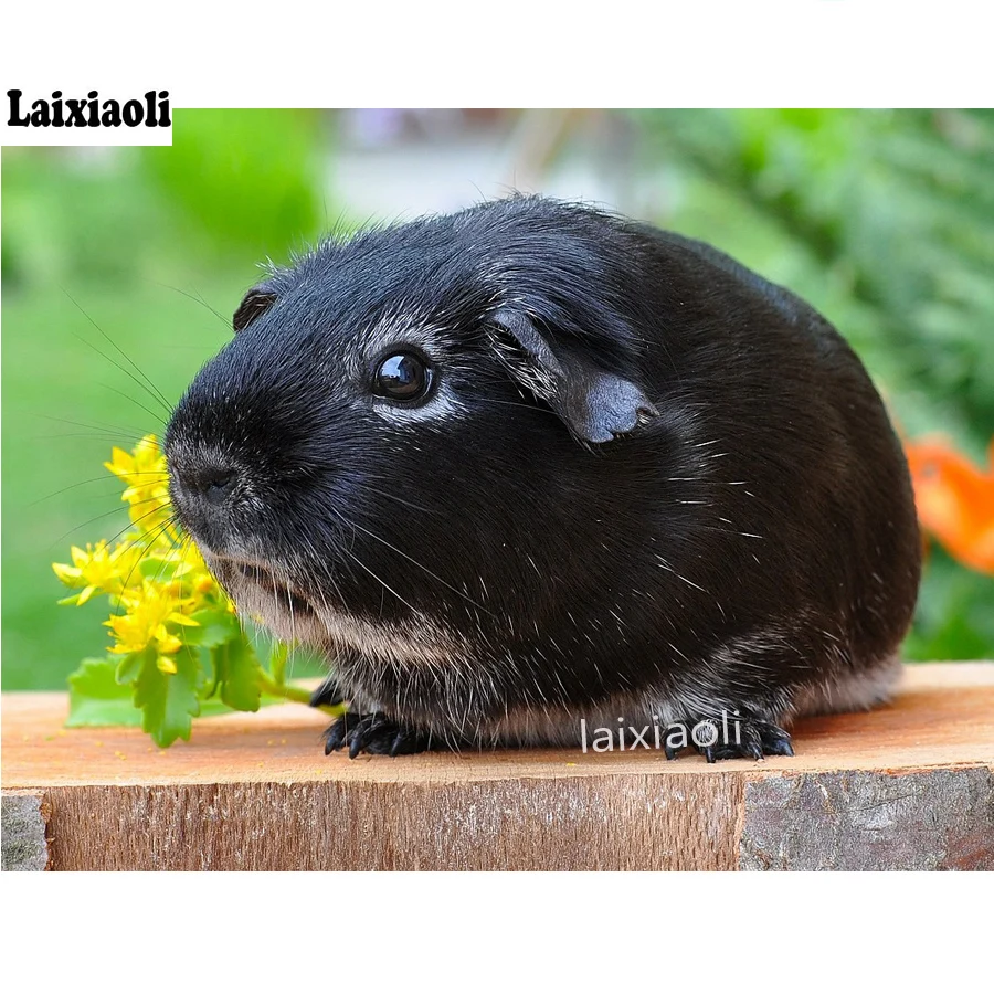 DIY Diamond Painting black Guinea Pig 3D Embroidery Cross Stitch Kits Full Squareround Drill mosaic cute pet picture wall arts
DIY Diamond Painting black Guinea Pig 3D Embroidery Cross Stitch Kits Full Squareround Drill mosaic cute pet picture wall arts