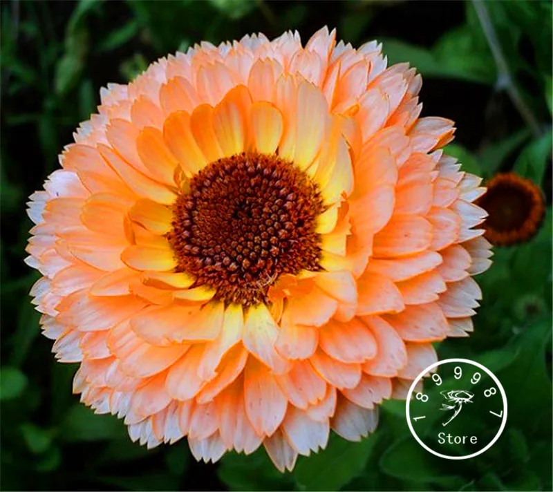 100 Pcs/Bag Hot Sale!Calendula Pink Surprise Flower bonsai Rare Color Amazing Beautiful DIY Home Garden Flower
100 Pcs/Bag Hot Sale!Calendula Pink Surprise Flower bonsai Rare Color Amazing Beautiful DIY Home Garden Flower