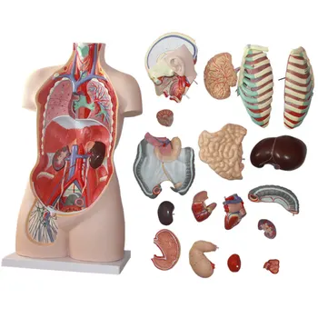 85cm asexual human torso anatomy model 17 pieces human organ visceral model
85cm asexual human torso anatomy model 17 pieces human organ visceral model